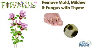 Thymol Concentrate