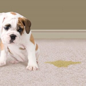 How to Remove Pet Odors Correctly